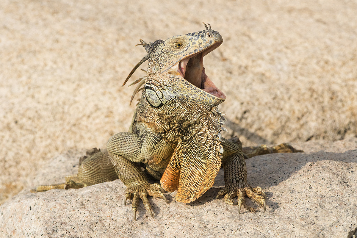 Green Iguana
