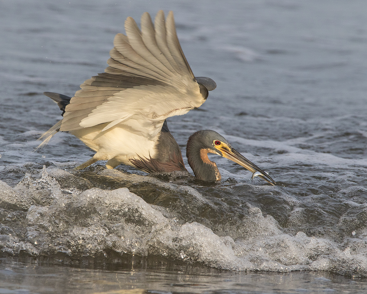 Tricolored Heron