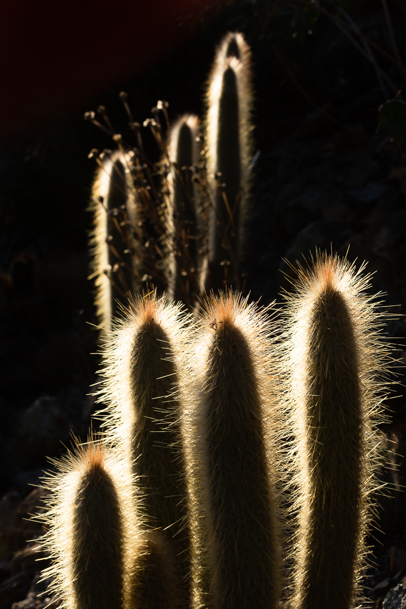 Prickly