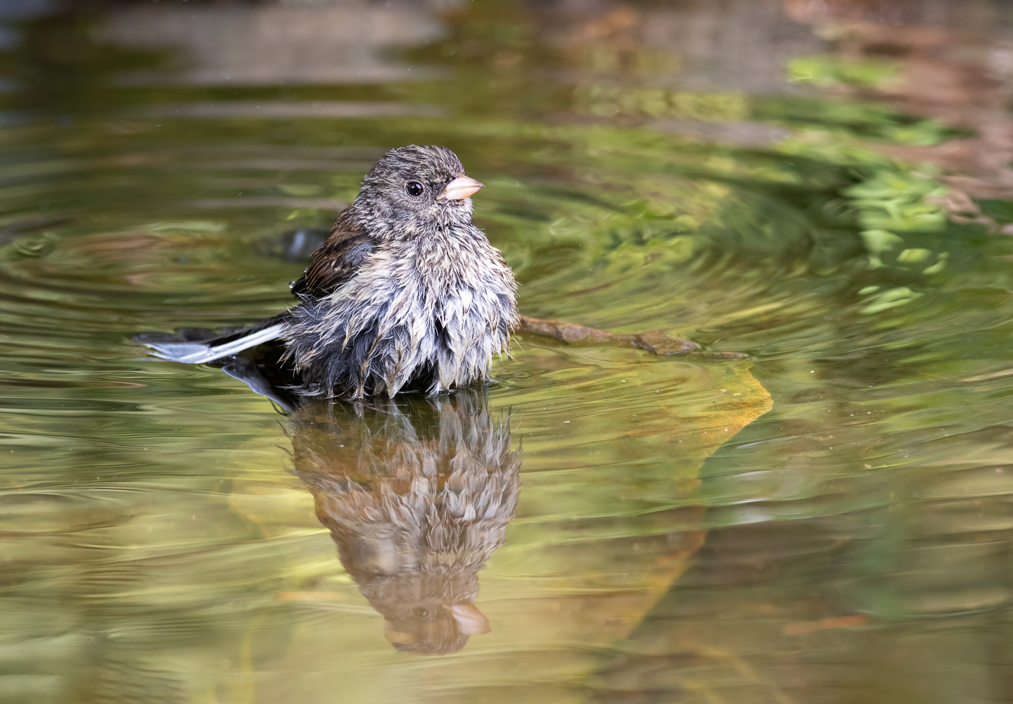 Dark-eyed Junco