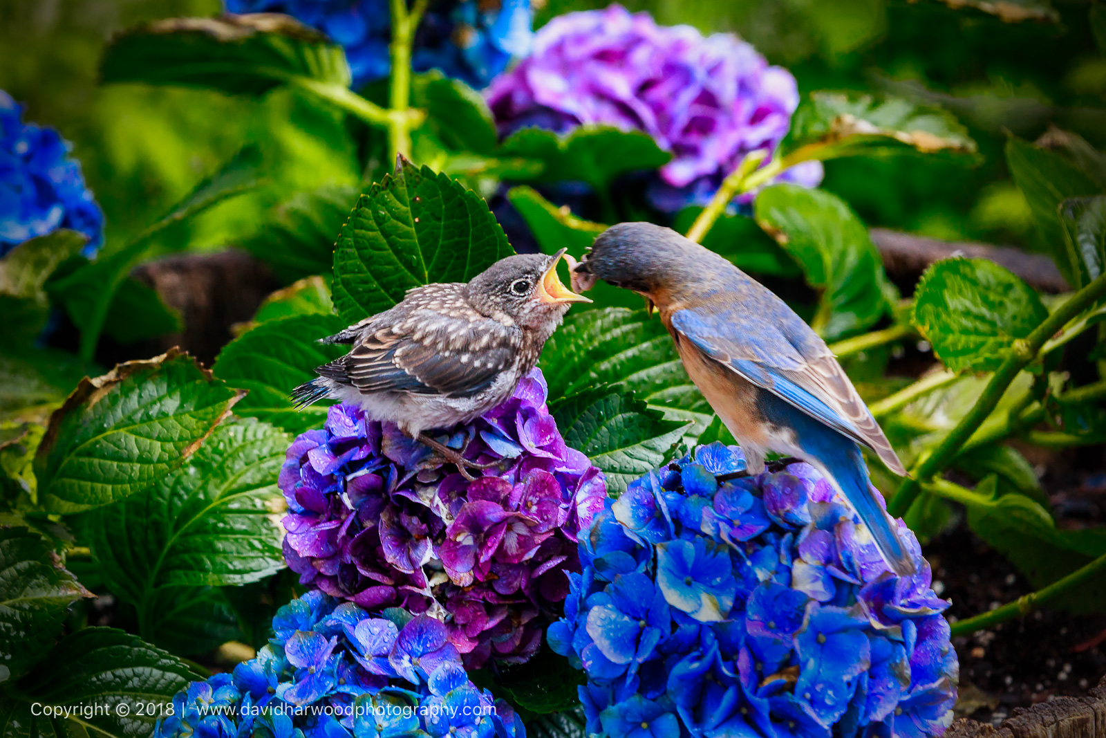 Blue on Blue