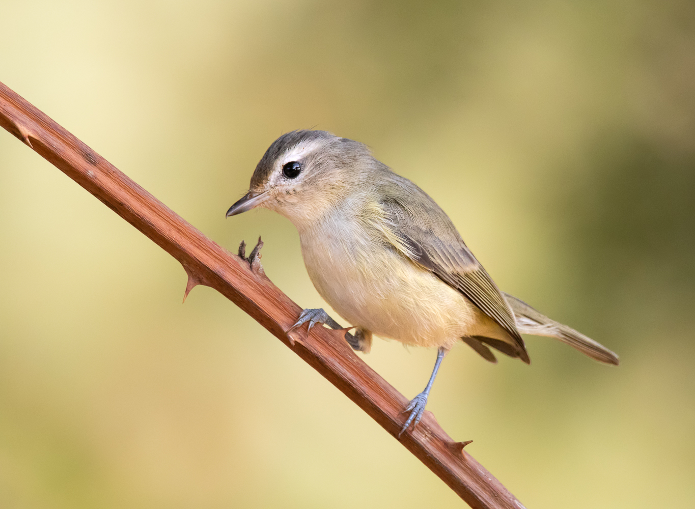 Warbling Vireo & Repost