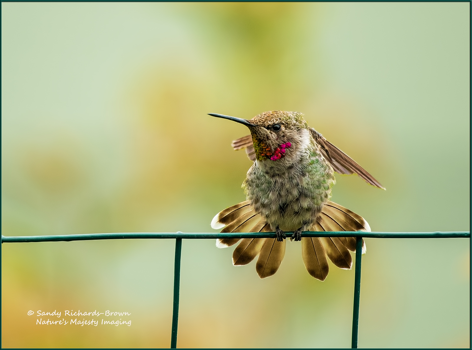 Anna's Hummer