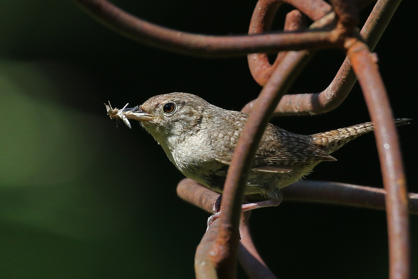 Frustrating wren