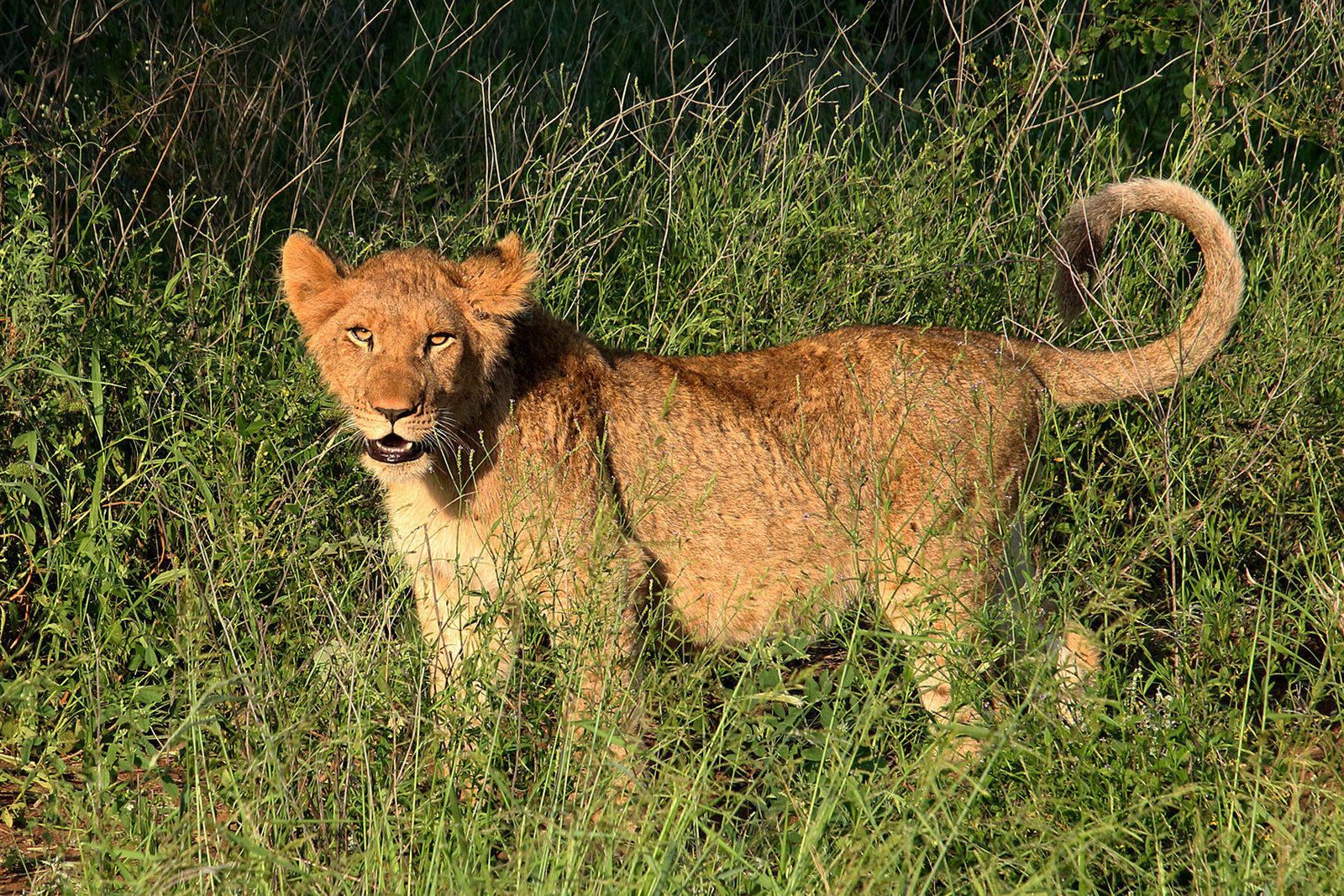 Young lion