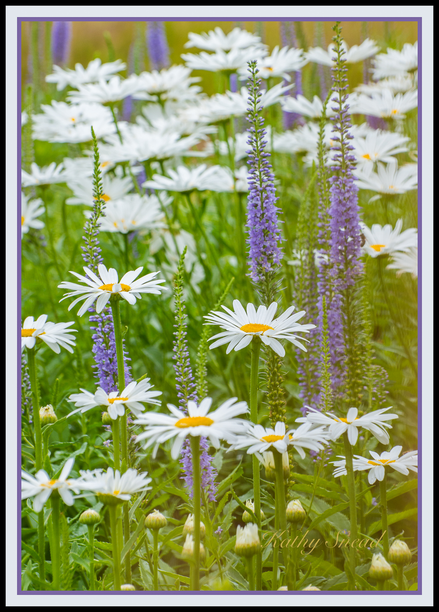 Daisies