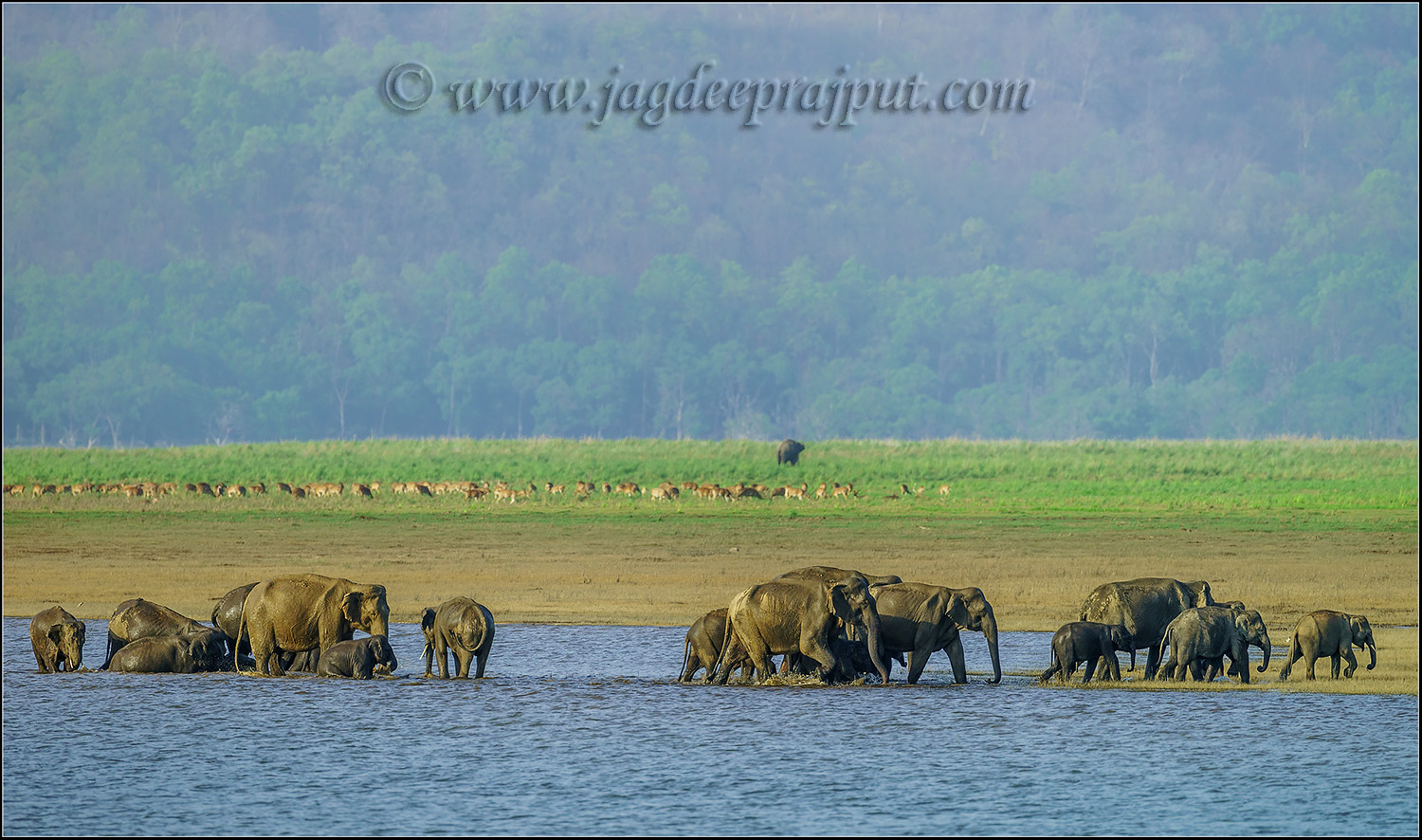 Happy World Elephant Day