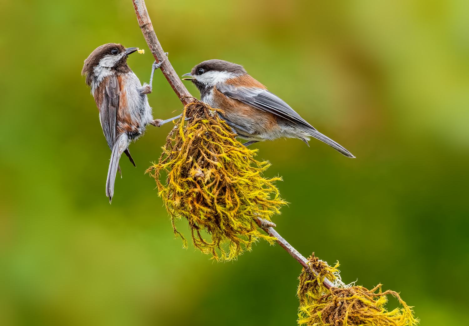 2 Chickadees