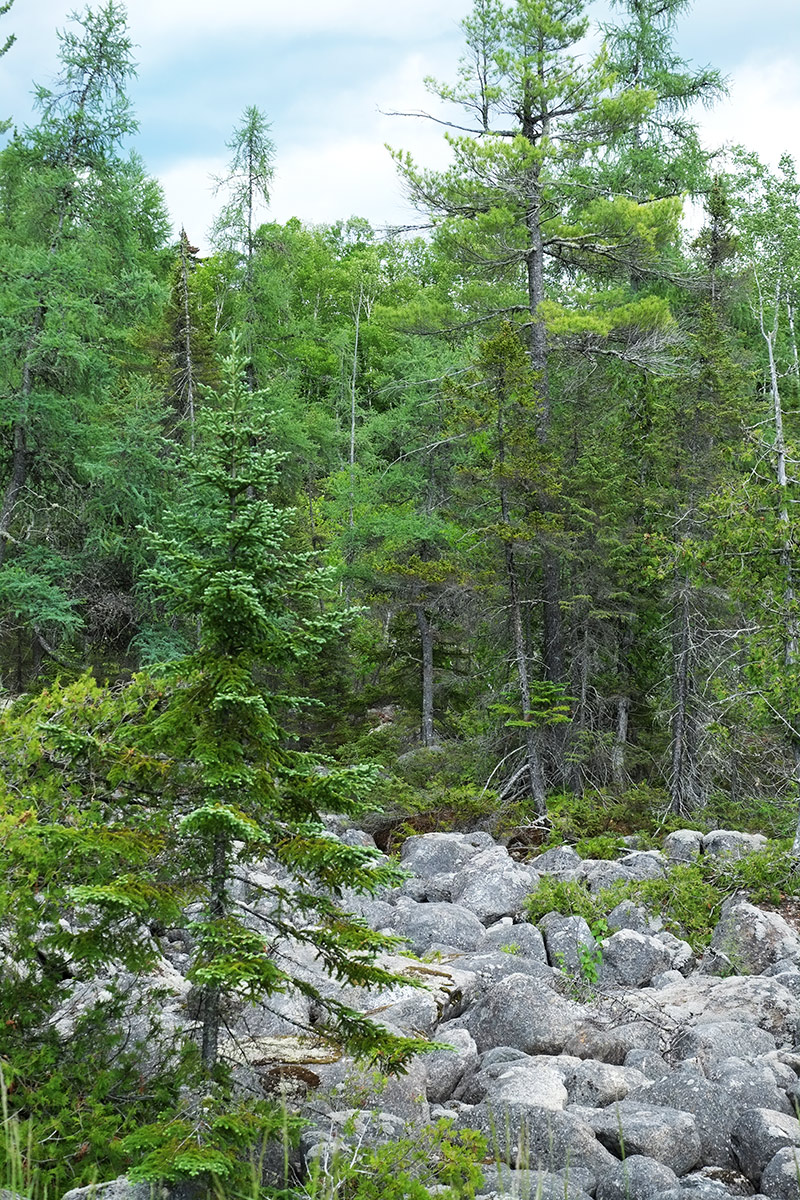 Evergreens Maine 