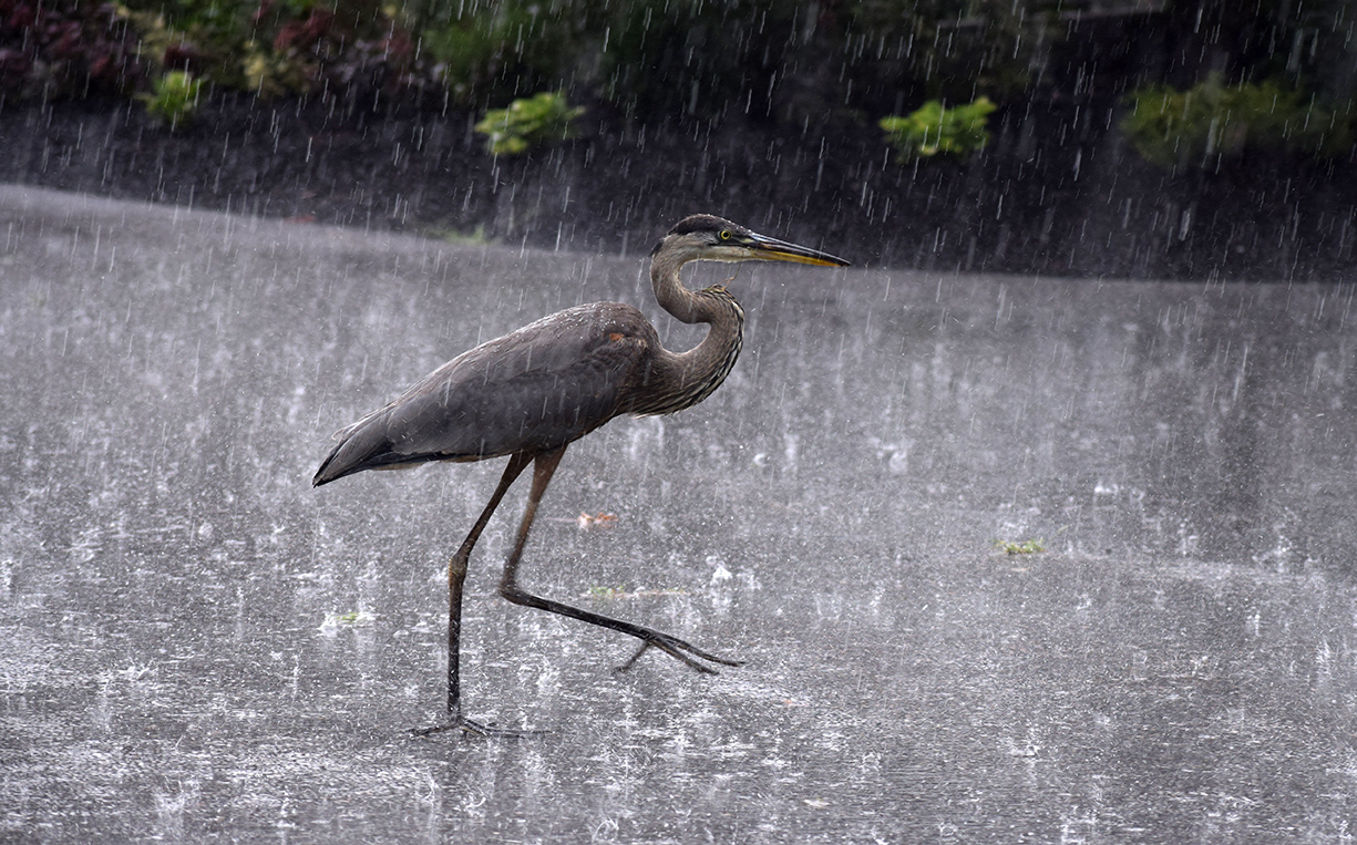GBH singing in the Rain