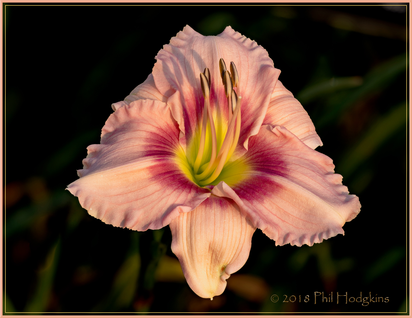 Morning Daylily