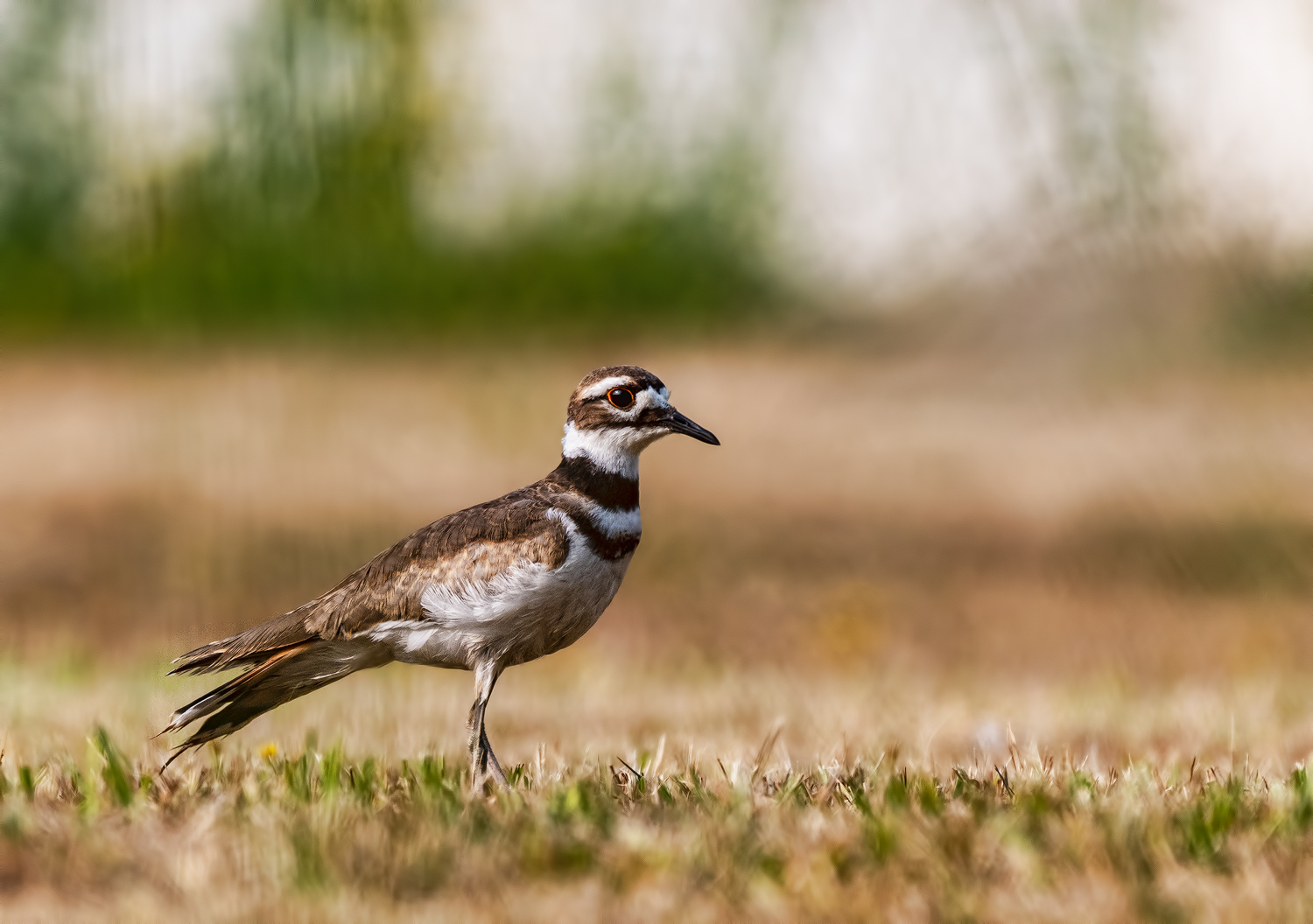 Another Killdeer