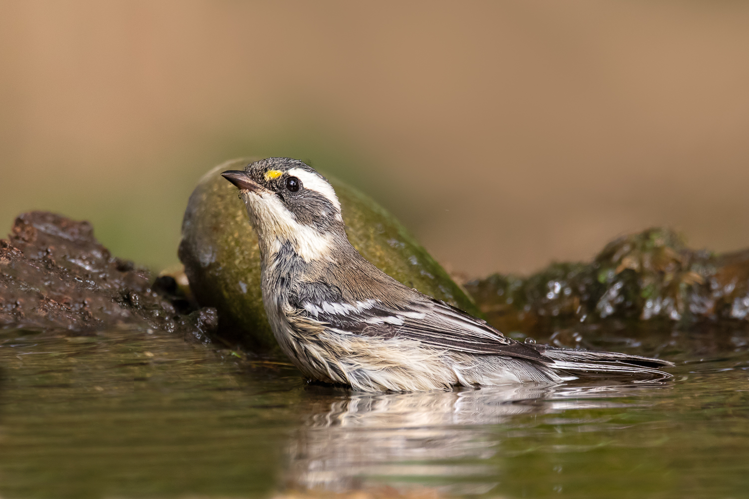 Warbler Round Up