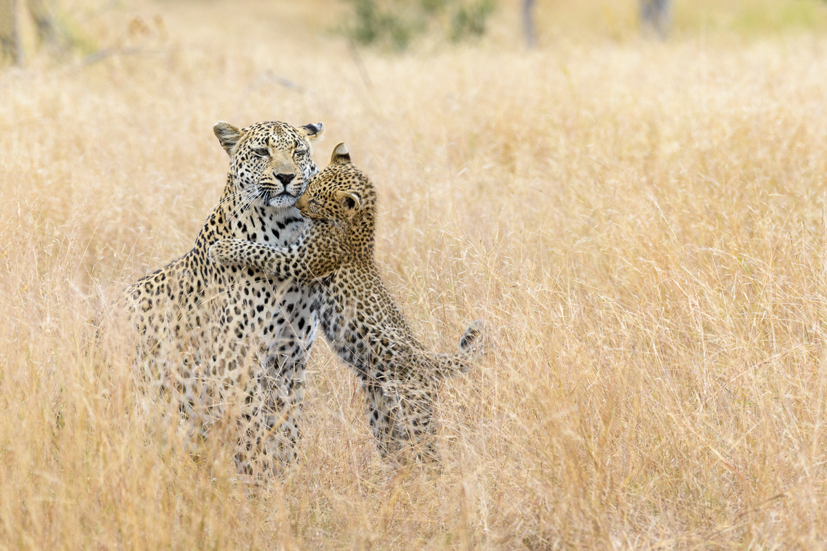 Leopard and Cub #2 +RP