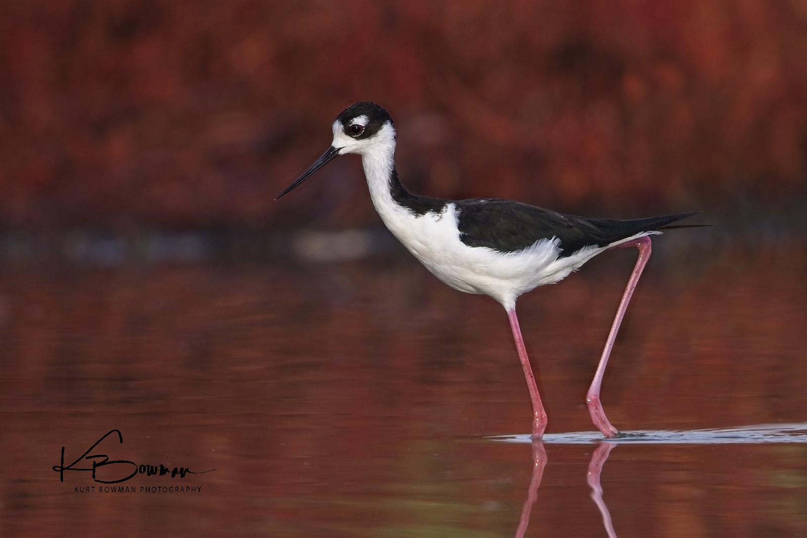 Black-necked Stilt