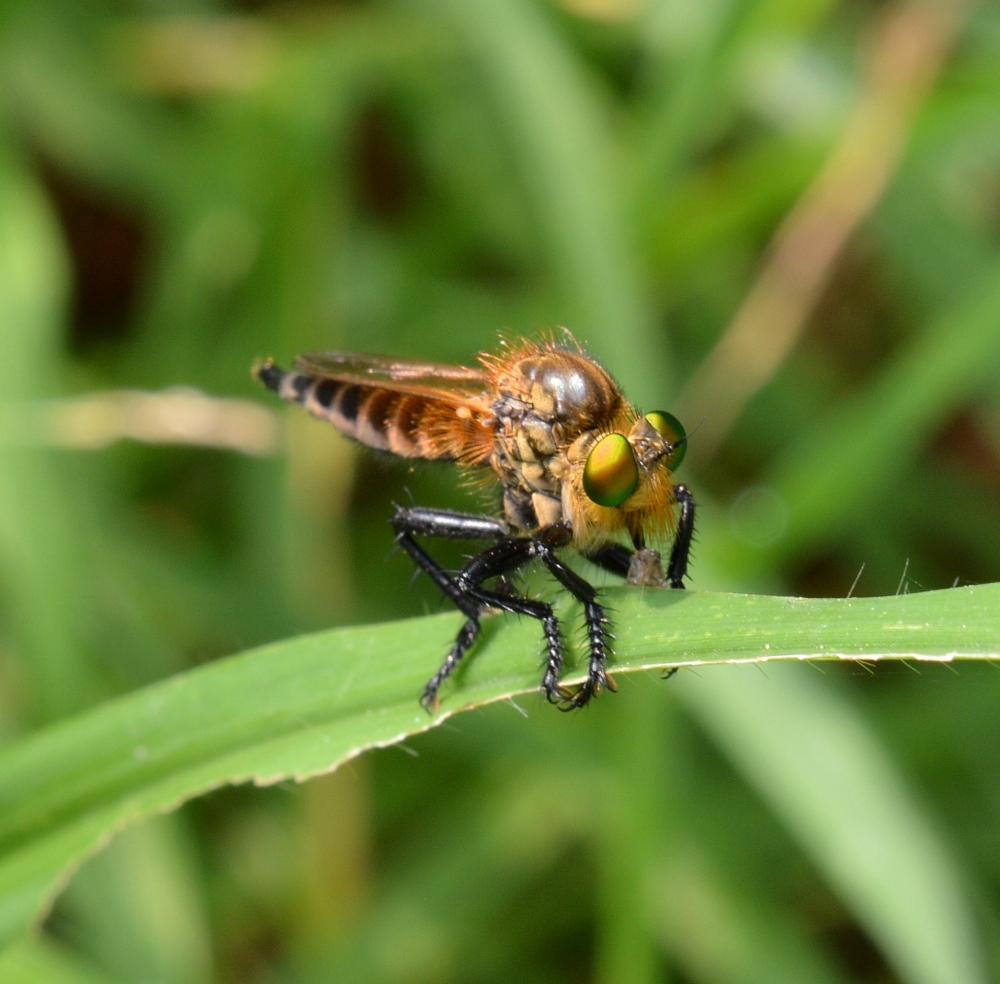 Robber Fly