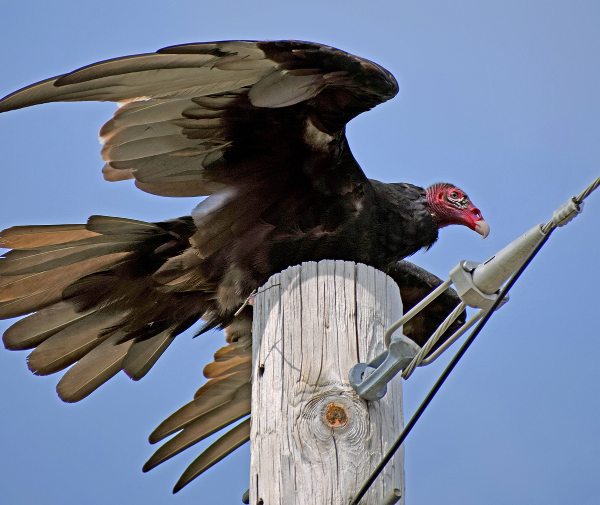 Turkey Vulture on Pole