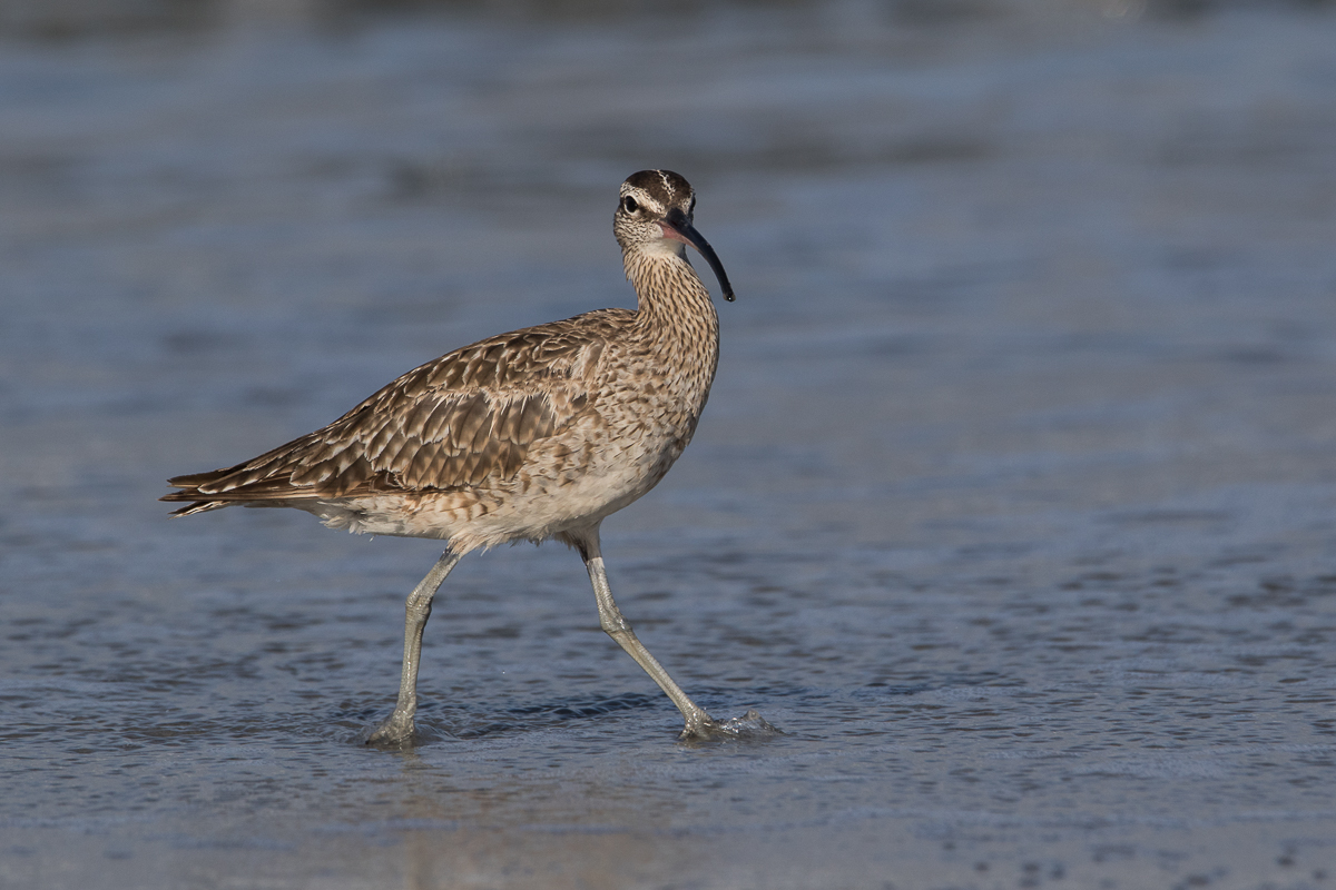 Walking the beach