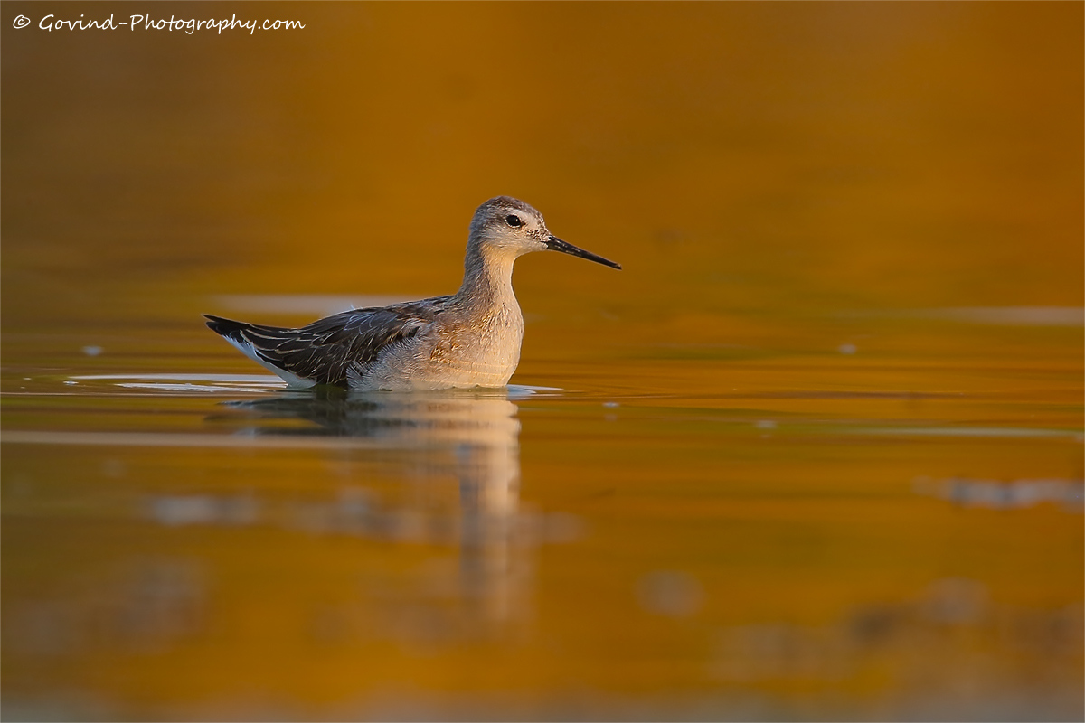 Wilson's Phalarope