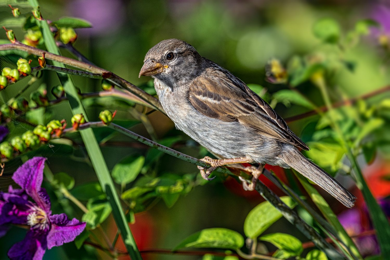 Female House Sparrow