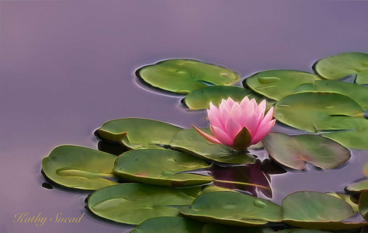 Water Lily Magic