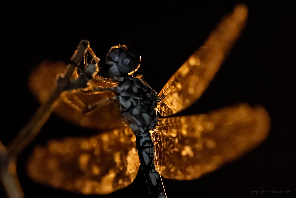 ISO 25600