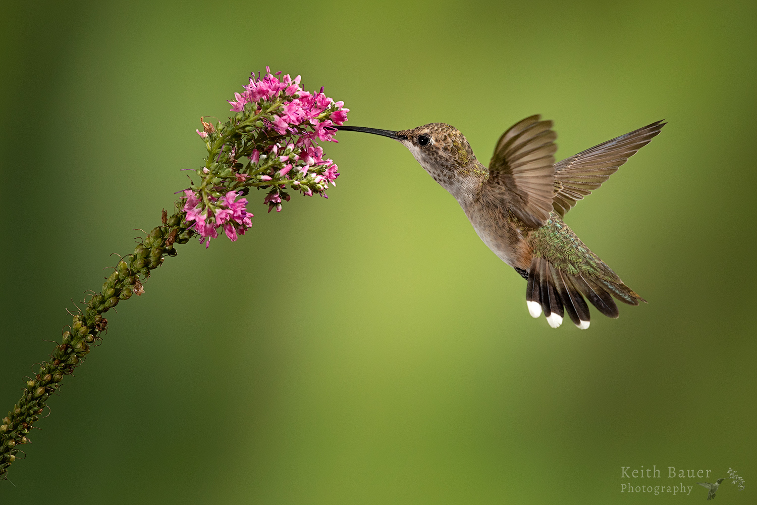 Another Hummer