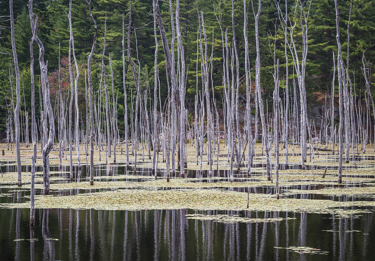 Dam beavers.