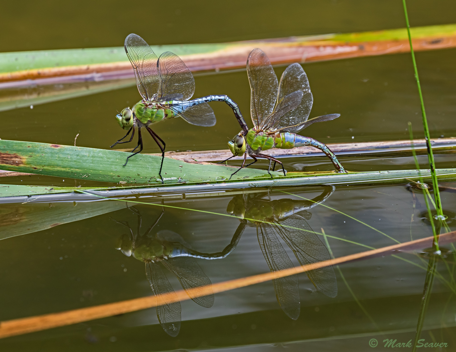 Green Darners egg laying