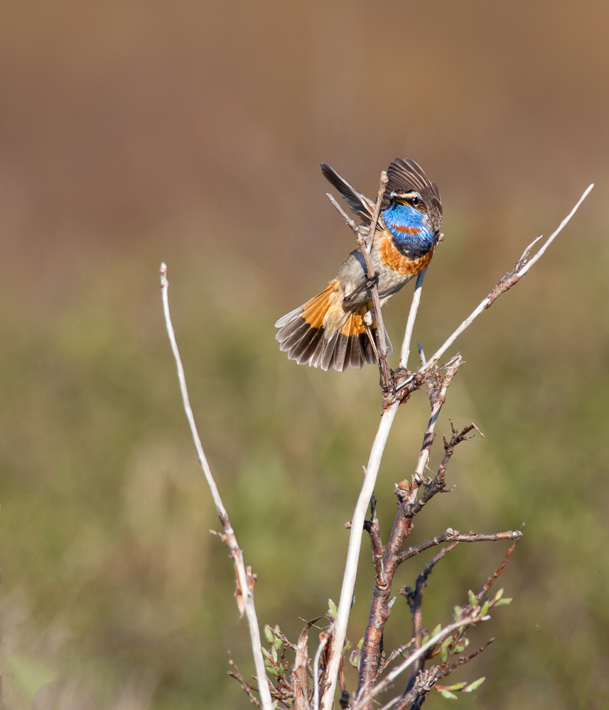 Bluethroat