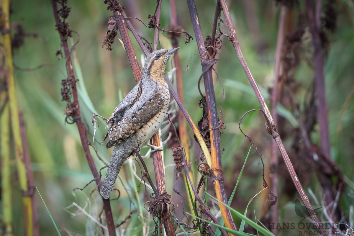 Elusive Wryneck exposed