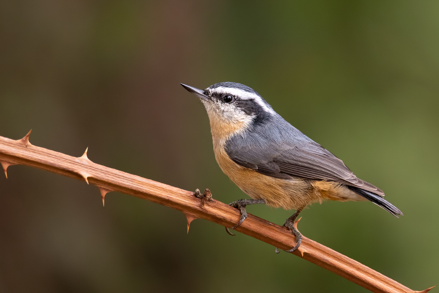 Red Breasted Nuthatch