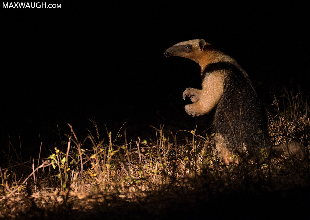 Southern Tamandua
