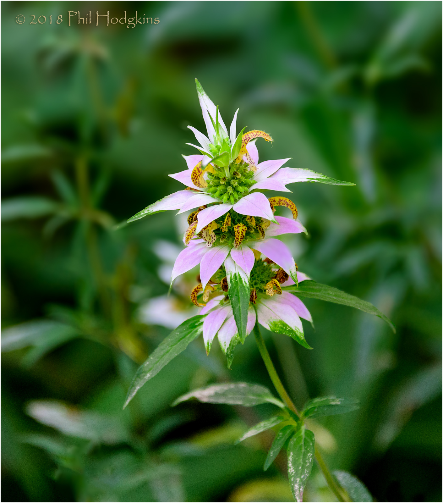 Spotted Beebalm