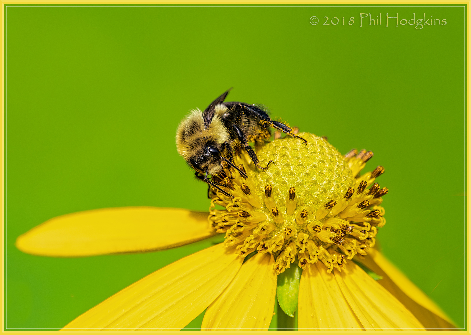 Bumblebee