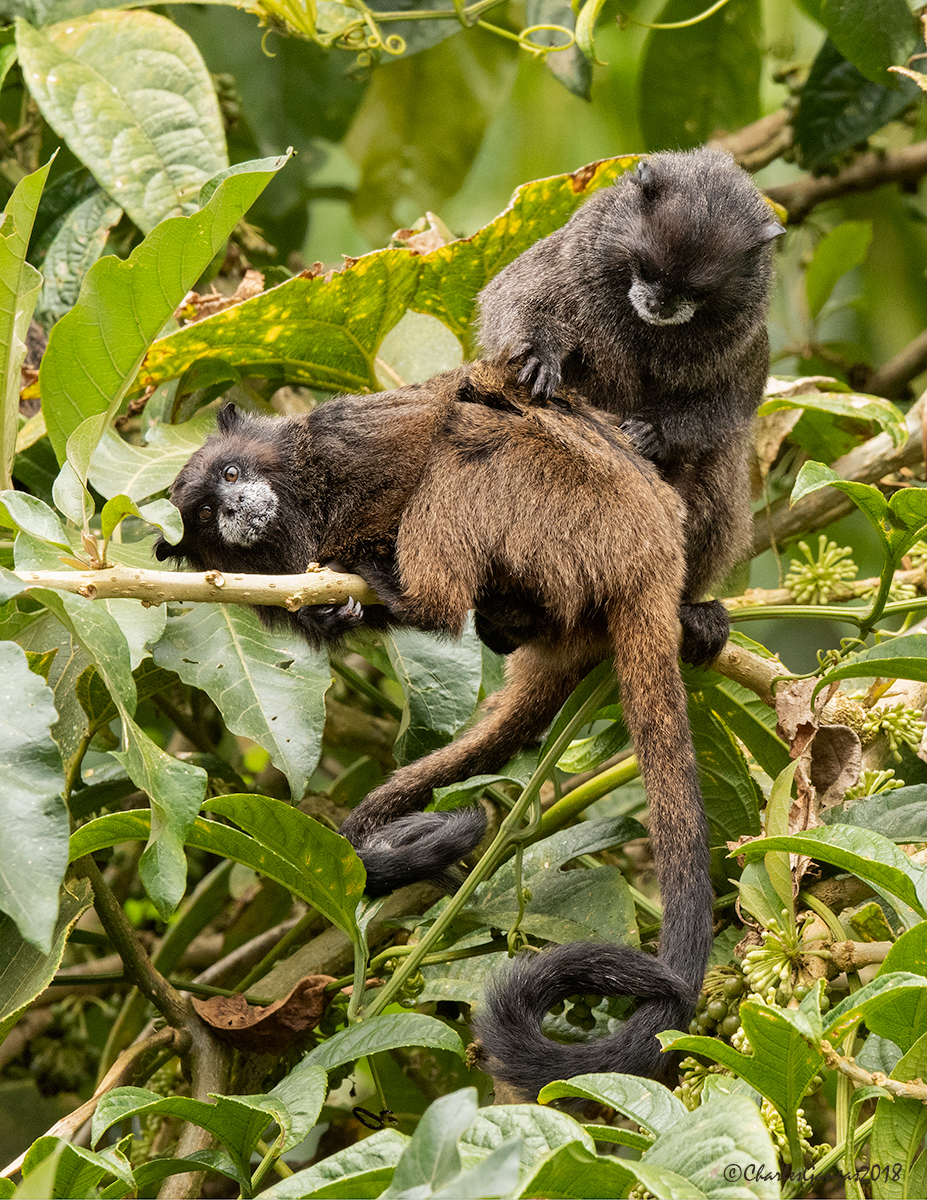 Black-mantled