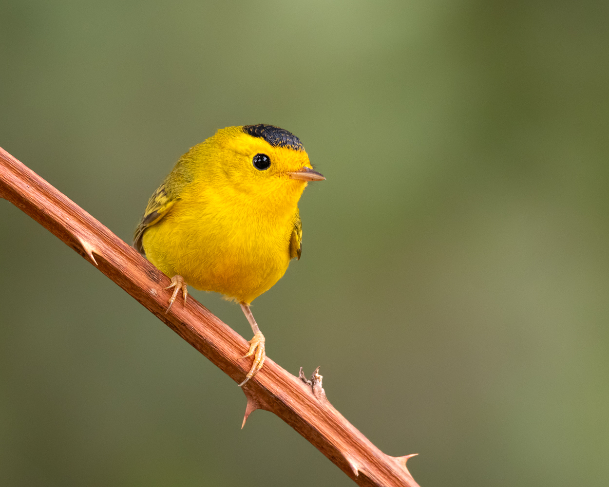 Wilson's Warbler