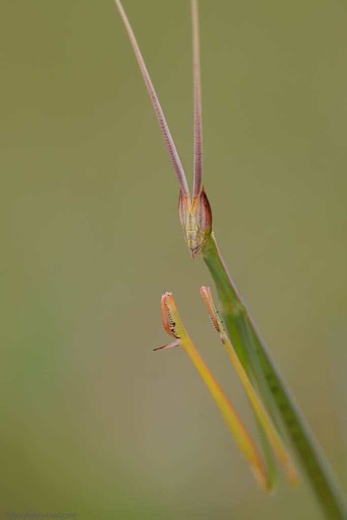 Grass Mantis