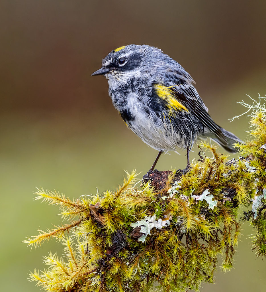 Yellow Rump Warbler