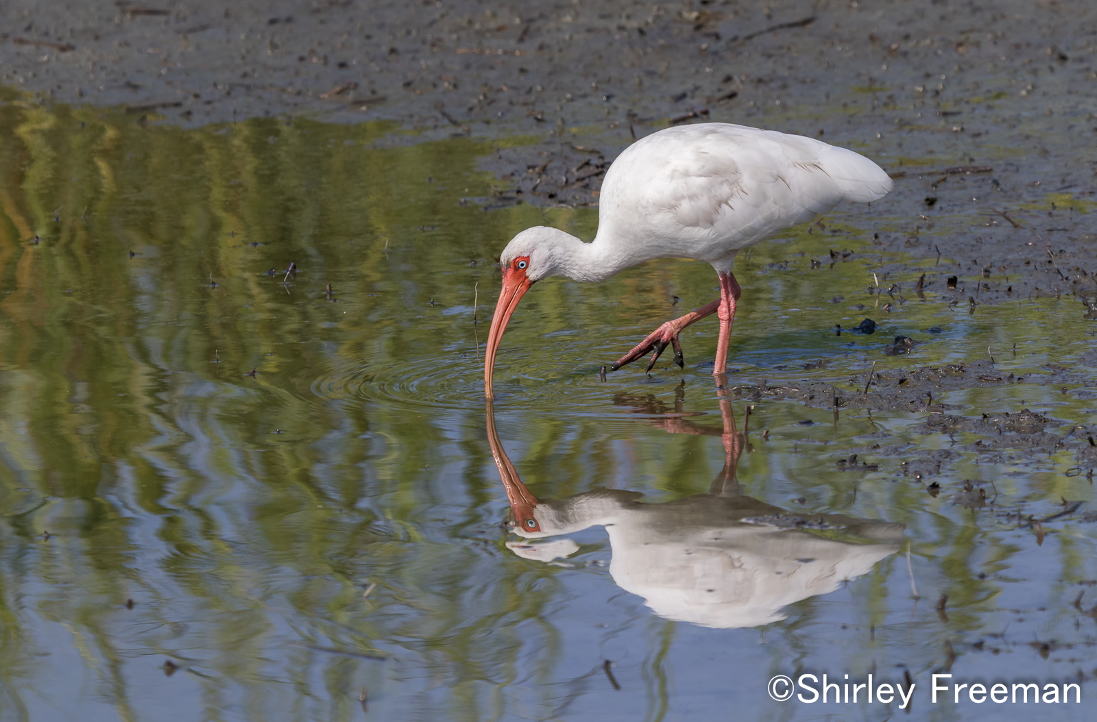 White Ibis Reflections