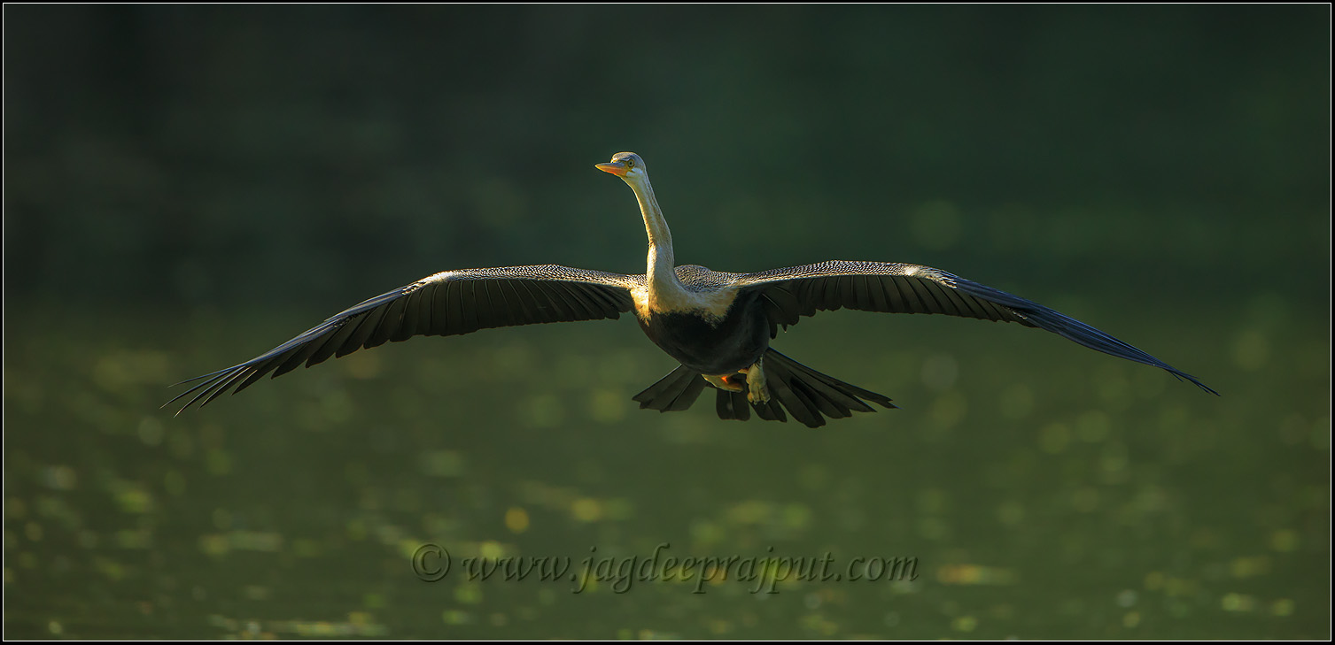 Indian Darter