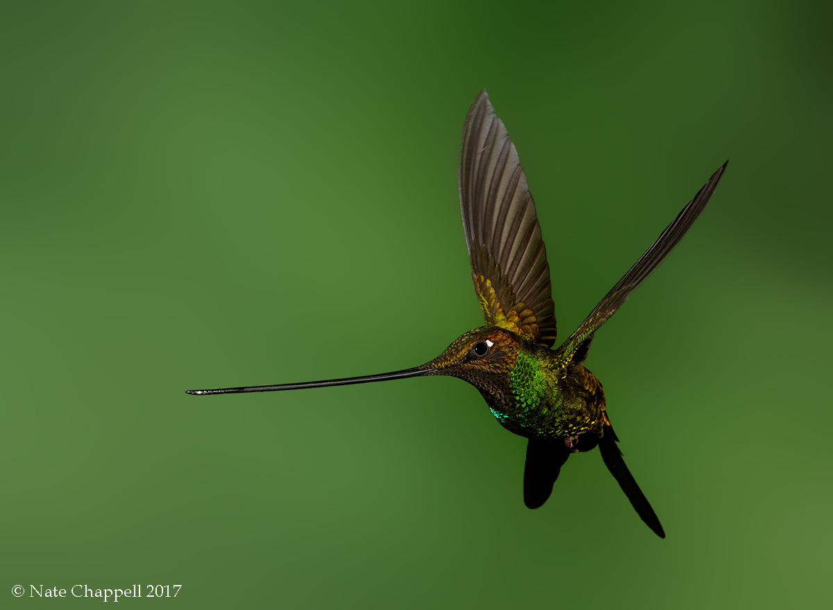 Sword-billed Hummingbird
