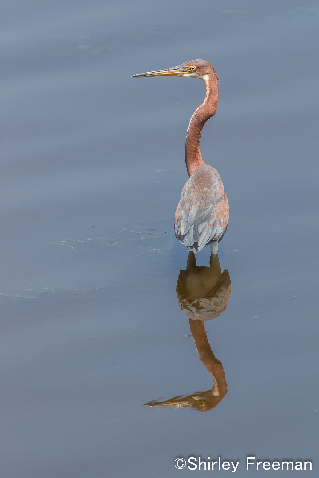 Tri-Color Heron