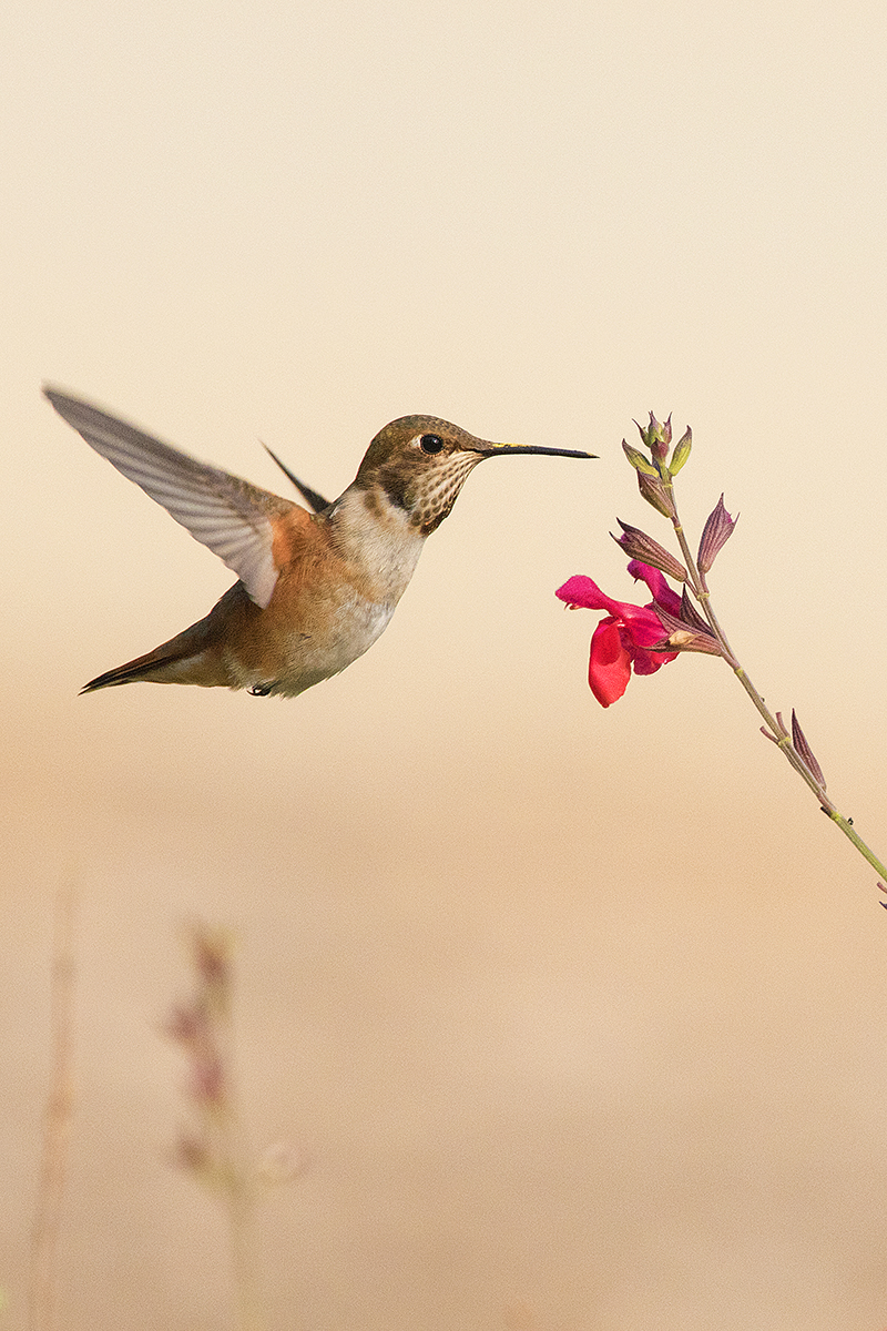 Rufous Hummingbird