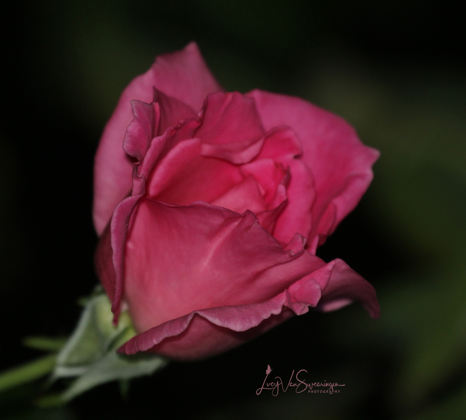 Night In Pink Satin