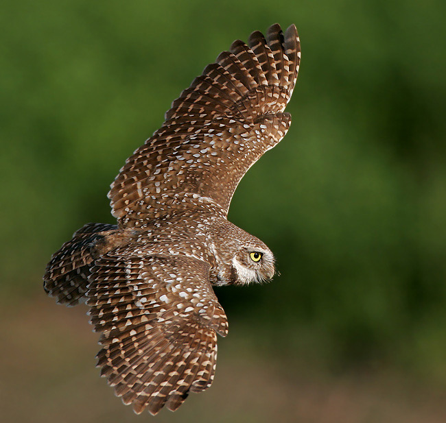Burrowing Owl in Flight