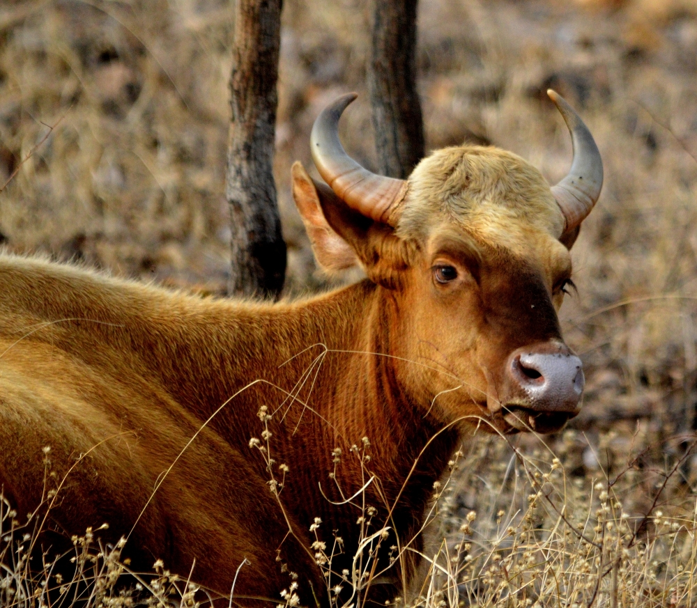 Golden Gaur