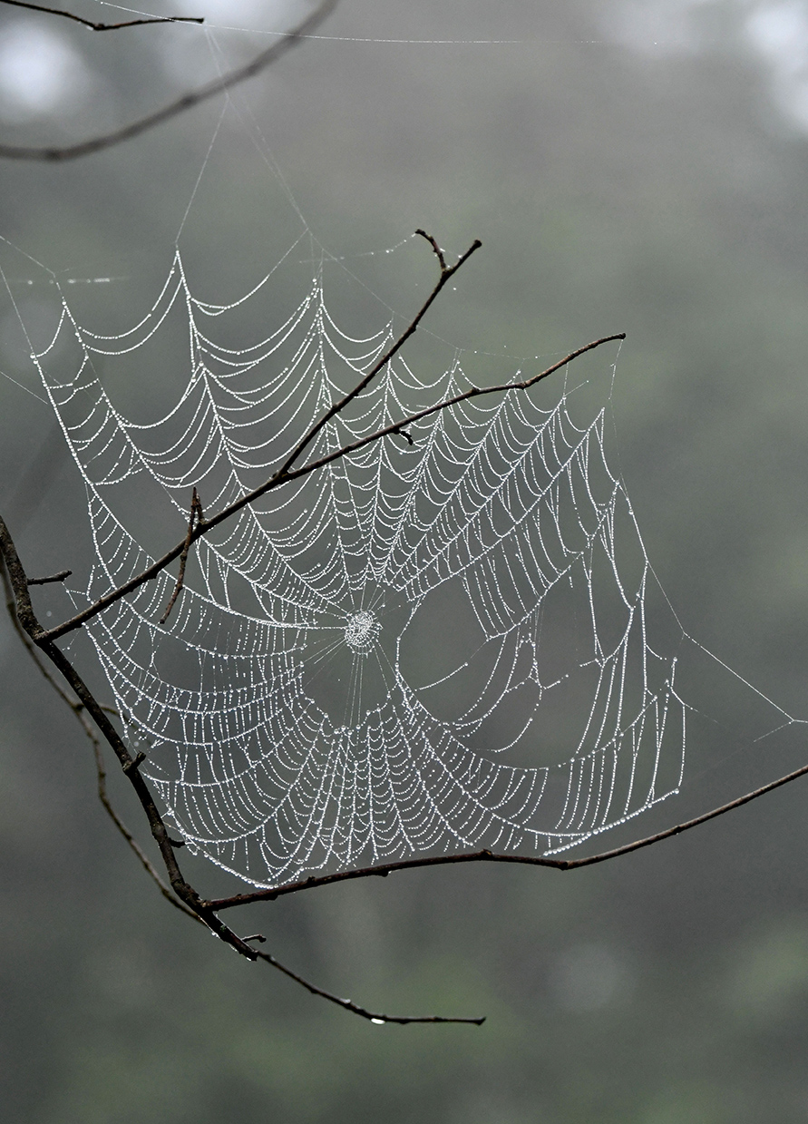 Spiders in the Trees