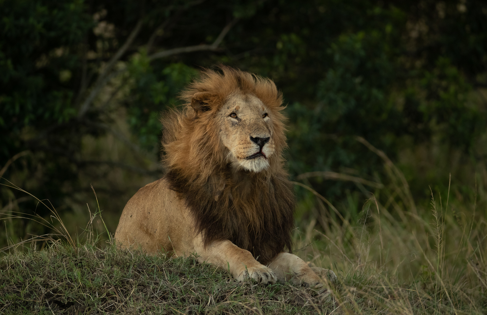 Noble King