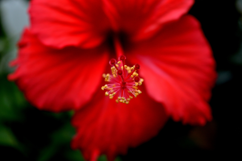 The Perfect Flower